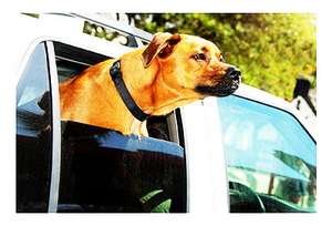 Безопасно ли возить собаку в машине