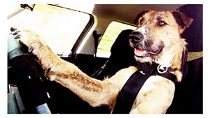 В автомобиле с собакой , с верным другом хоть на край света